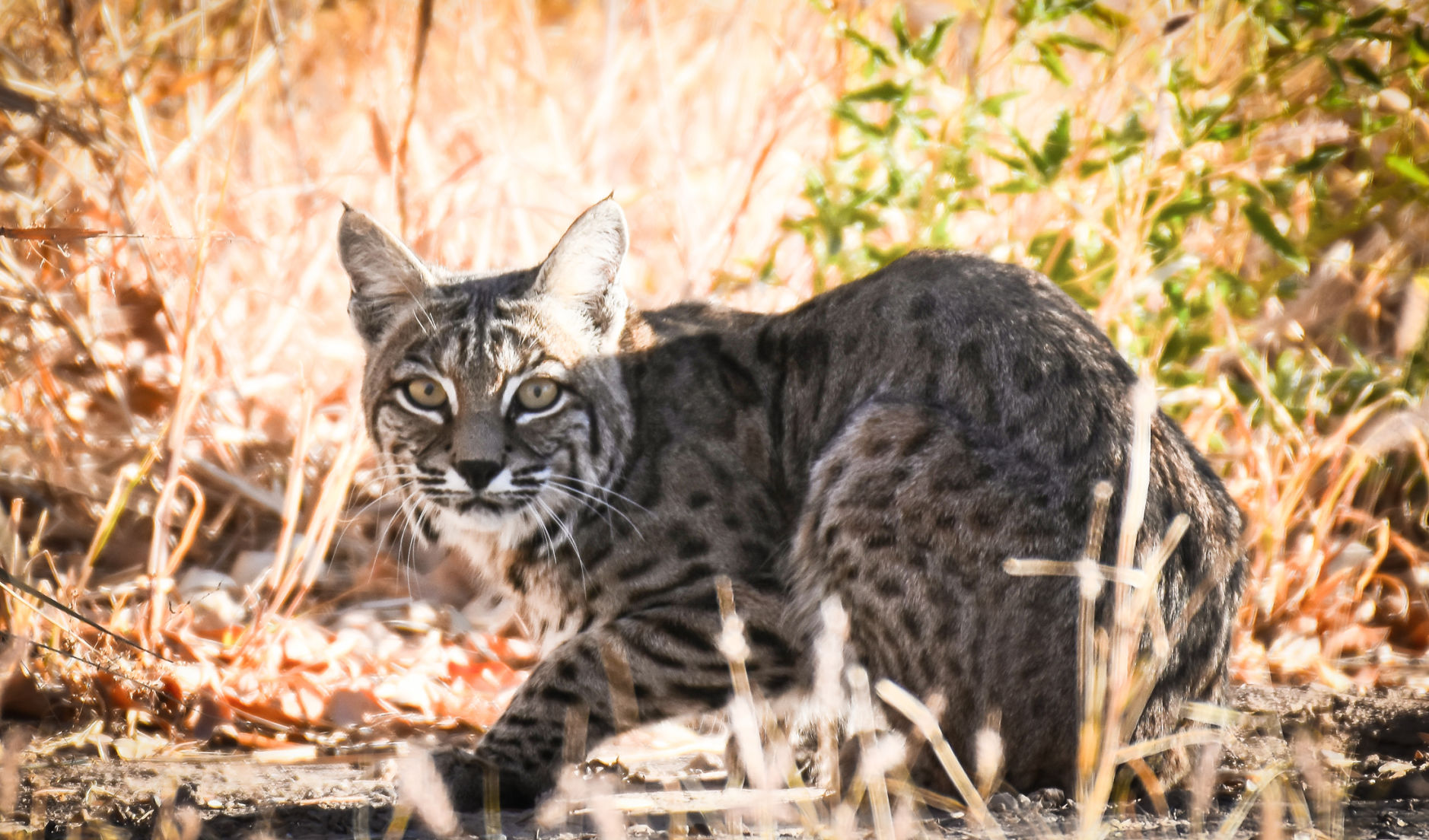 Bobcat